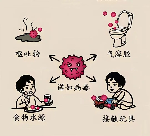 疾病防控|保定理工學(xué)院|管理學(xué)院|諾如病毒進(jìn)入高發(fā)期，這份防護(hù)指南請收好！